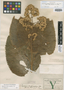 Critonia hemipteropoda image