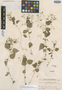 Eupatorium jejunum Standl. & Steyerm., GUATEMALA, P. C. Standley 75788, Holotype, F