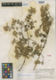Eupatorium ovillum Standl. & Steyerm., GUATEMALA, P. C. Standley 65862, Holotype, F