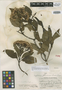 Eupatorium plethadenium Standl. & Steyerm., GUATEMALA, P. C. Standley 61100, Holotype, F