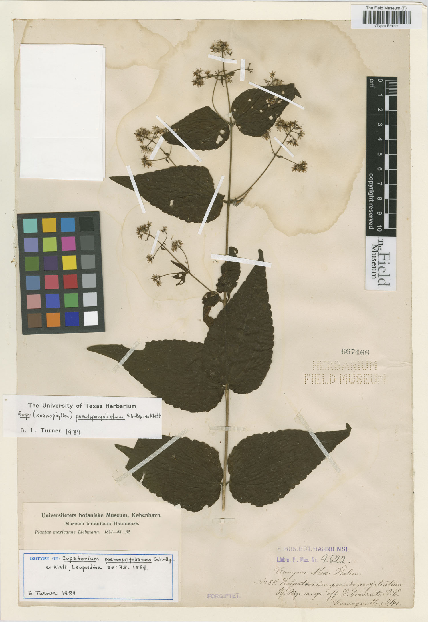 Koanophyllon pseudoperfoliatum image