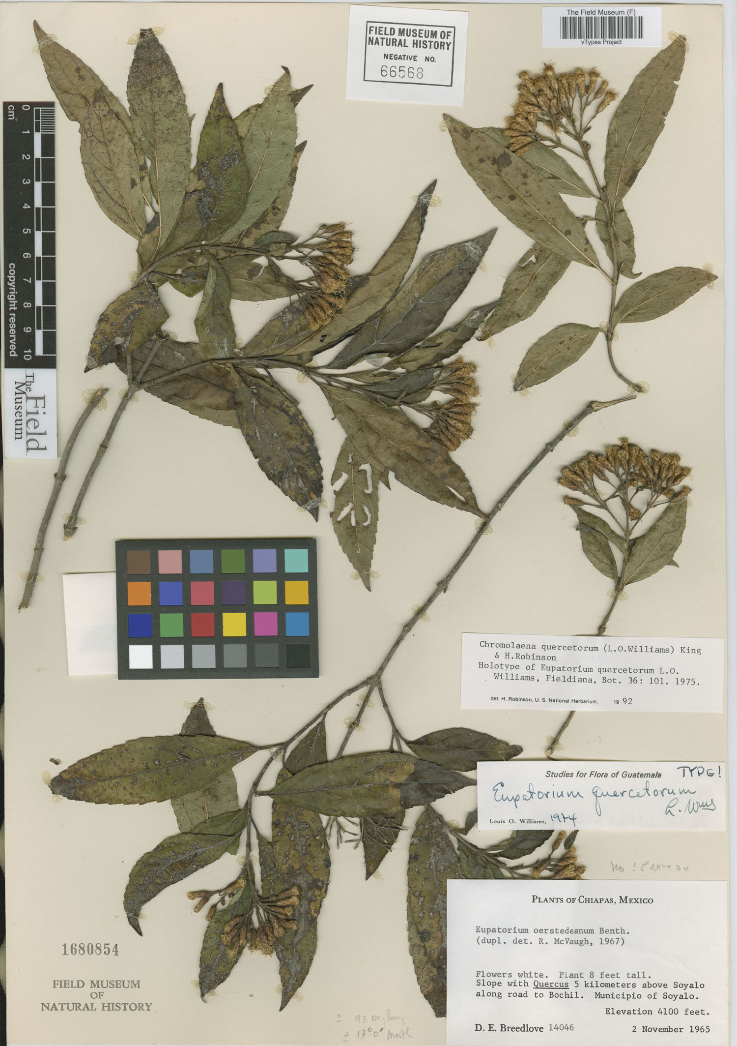 Chromolaena quercetorum image