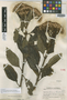 Eupatorium vetularum Standl. & Steyerm., GUATEMALA, P. C. Standley 84404, Holotype, F