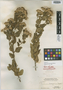 Eupatorium lucayanum Britton, BAHAMAS, P. Wilson 4425, Isotype, F