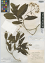 Eupatorium platychaetum Urb., JAMAICA, W. H. Harris 8985, Isotype, F