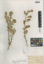 Flourensia ilicifolia image