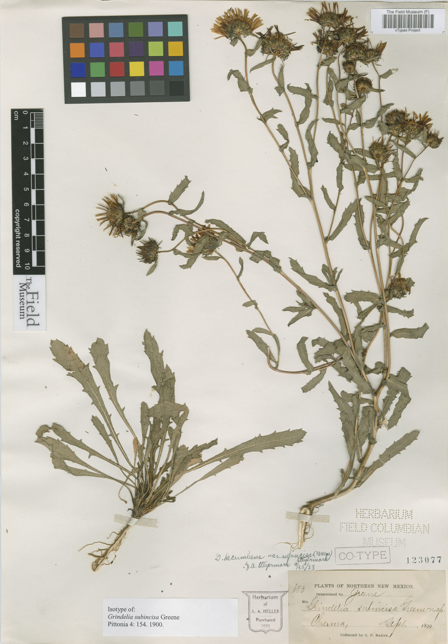 Grindelia subincisa image