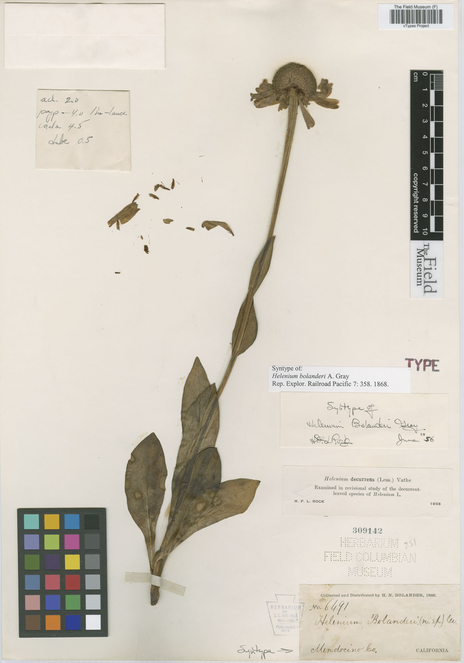 Helenium bolanderi image