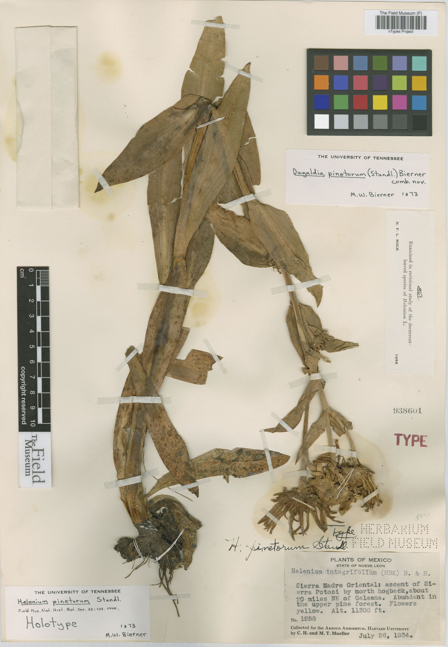 Hymenoxys pinetorum image