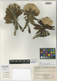 Helichrysum geniorum Humbert, MADAGASCAR, H. Humbert 23775, Isotype, F