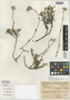 Helichrysum marojejyense Humbert, MADAGASCAR, H. Humbert 22726, Isotype, F