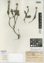 Helichrysum pseudoanaxeton Humbert, MADAGASCAR, H. Humbert 22758, Isotype, F