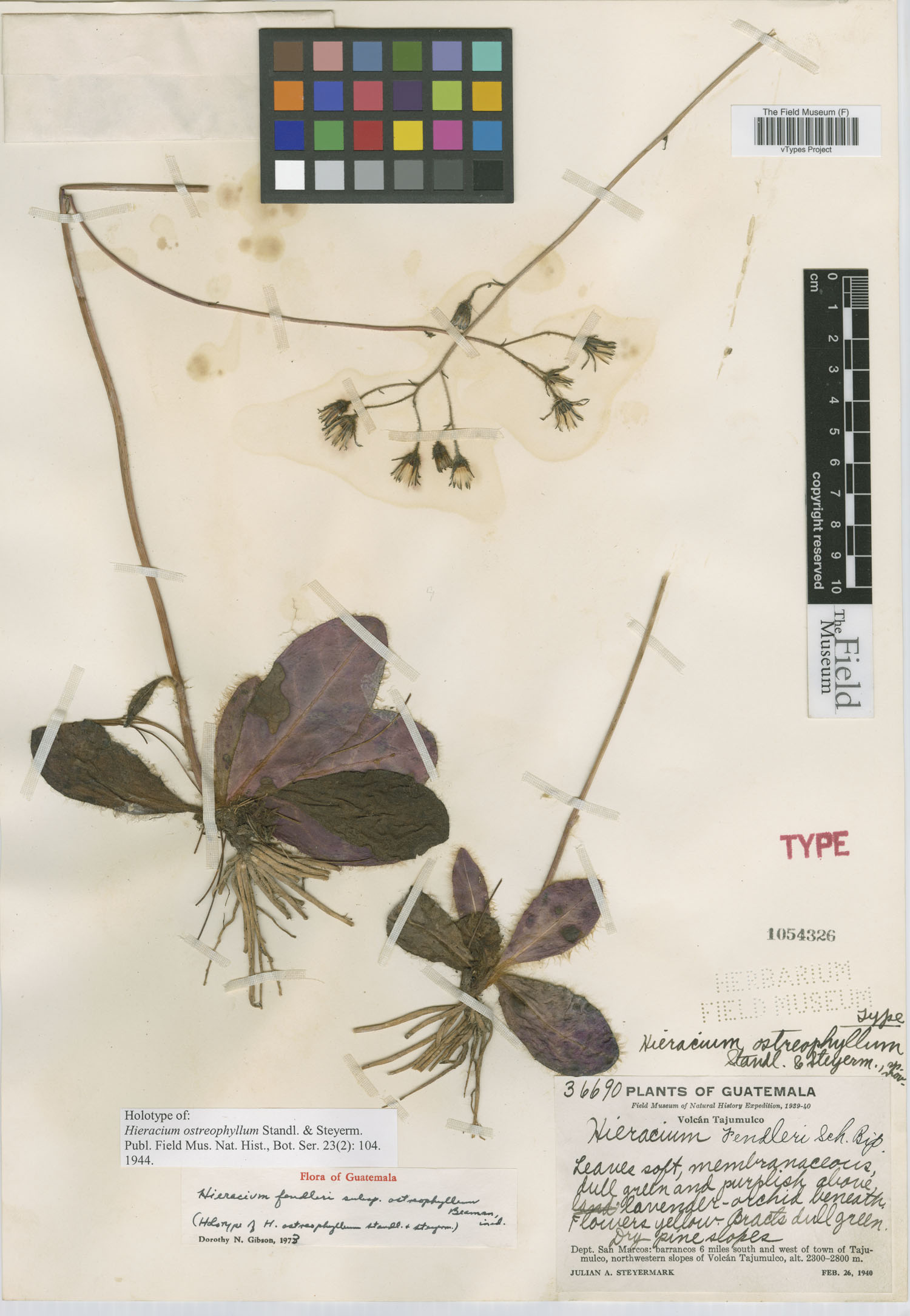 Hieracium ostreophyllum image