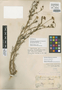 Hymenoxys chrysanthemoides var. excurrens Cockerell, U.S.A., G. R. Vasey, Isotype, F