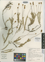 Leysera longipes Bremer, South Africa, E. E. Esterhuysen 30022, Isotype, F