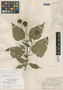 Montanoa echinacea S. F. Blake, GUATEMALA, A. F. Skutch 1276, Isotype, F