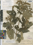 Montanoa guatemalensis B. L. Rob. & Greenm., GUATEMALA, E. T. Heyde 4216, Isotype, F