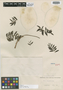 Mutisia viciifolia Cav., CHILE, L. Née, Isotype, F