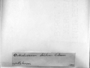 Dicranum scottianum image