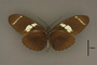 95256 Heliconius wallacei HT v IN