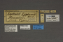 95269 Leptalis lydamis HT labels IN