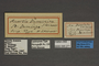 95271 Anartia dominica HT labels IN