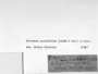 Dicranum acutifolium image