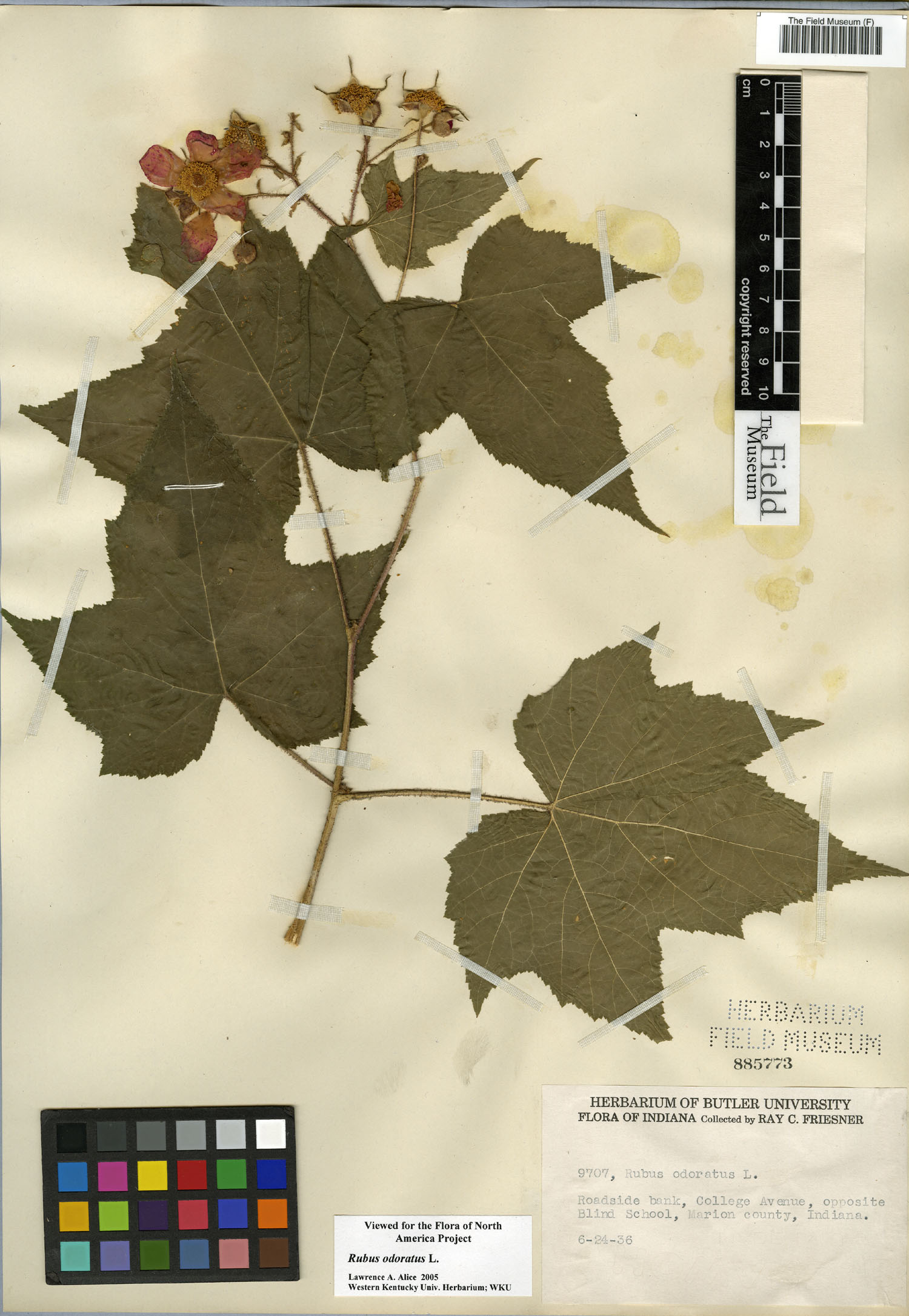 Rubus odoratus image