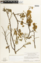 Apuleia leiocarpa (Vogel) J. F. Macbr., BRAZIL, B. Maguire 56115, F