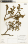 Apuleia leiocarpa (Vogel) J. F. Macbr., BRAZIL, G. T. Prance 59319, F