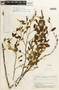 Apuleia leiocarpa (Vogel) J. F. Macbr., BRAZIL, 5542, F