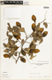 Apuleia leiocarpa (Vogel) J. F. Macbr., VENEZUELA, F. Cardona P. 4018, F