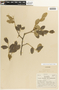 Apuleia leiocarpa (Vogel) J. F. Macbr., BRAZIL, N. T. da Silva 316, F