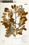 Apuleia leiocarpa (Vogel) J. F. Macbr., BRAZIL, F