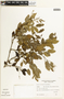 Apuleia leiocarpa (Vogel) J. F. Macbr., ARGENTINA, F