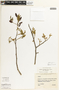 Apuleia leiocarpa (Vogel) J. F. Macbr., BRAZIL, F