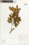 Apuleia leiocarpa (Vogel) J. F. Macbr., BOLIVIA, F