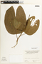 Bauhinia megalandra Griseb., Venezuela, W. Perkins 800, F