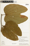 Bauhinia rufa (Bong.) Steud., Brazil, H. S. Irwin 17146, F