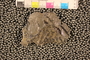 PP55569 Sphyropteris obliqua