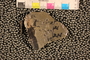 PP55572 Sphyropteris obliqua
