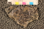 PP55581 Sphyropteris obliqua
