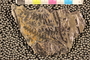 PP55583 Sphyropteris obliqua