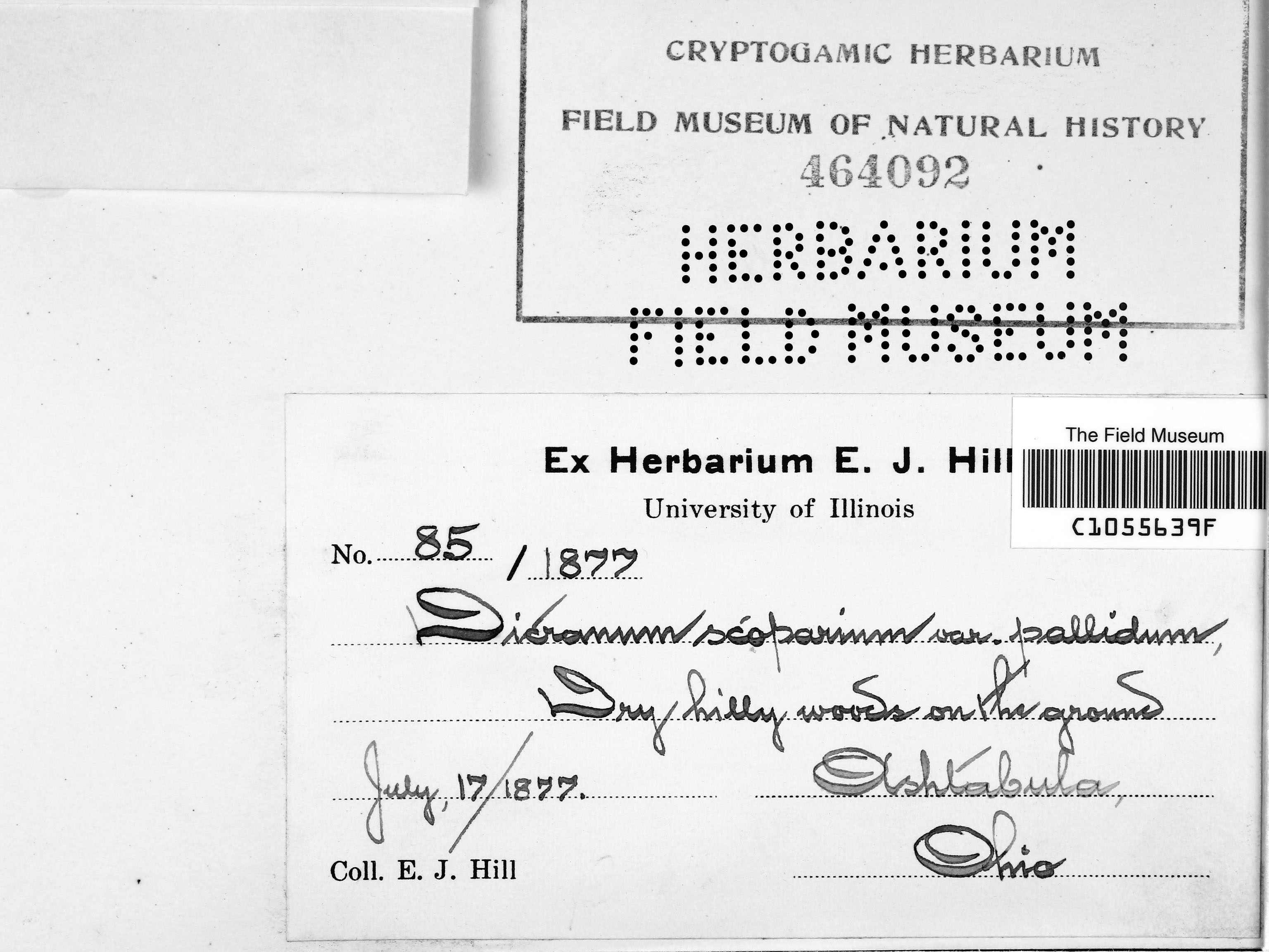 Dicranum scoparium Hedw. Botanical Collections