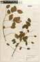 Caesalpinia bonduc (L.) Roxb., COLOMBIA, F