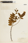 Cassia grandis L. f., BRAZIL, F