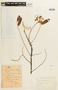 Cassia grandis L. f., COLOMBIA, F