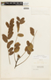 Cassia javanica var. indochinensis Gagnep., BRAZIL, F
