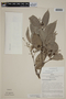 Calyptranthes multiflora O. Berg, PERU, F