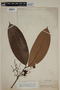 Calyptranthes speciosa var. gigantifolia (McVaugh) McVaugh, PERU, F